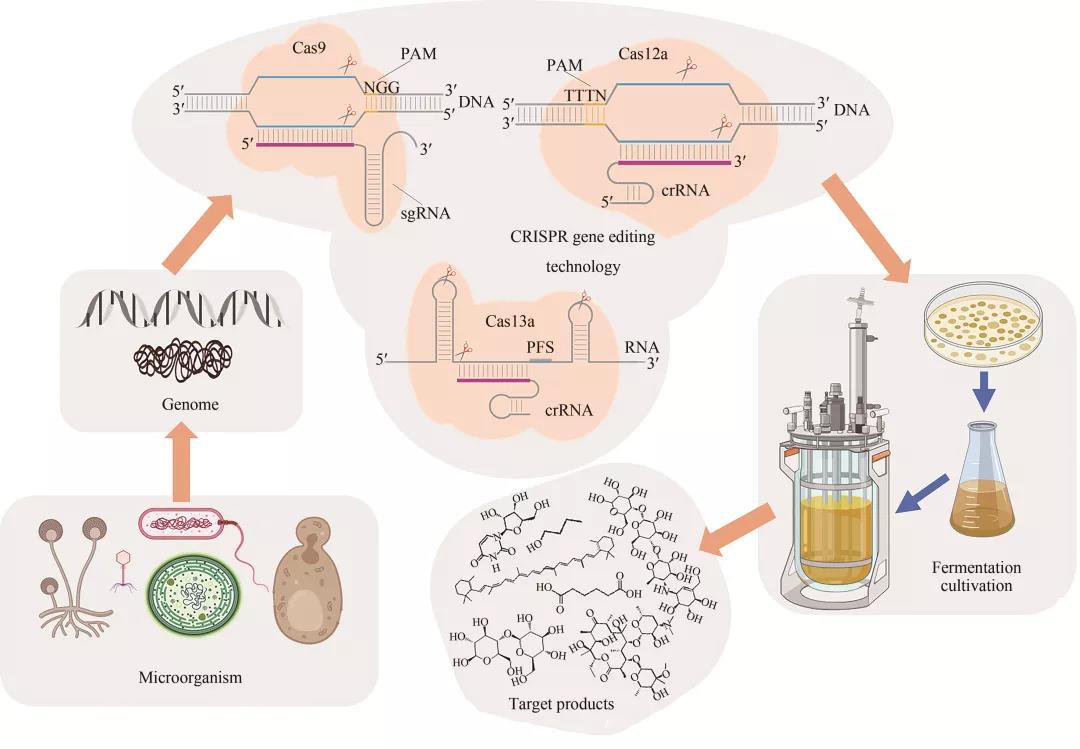 李洋 北京化工大学 等 Crispr基因编辑技术在微生物合成生物学领域的研究进展