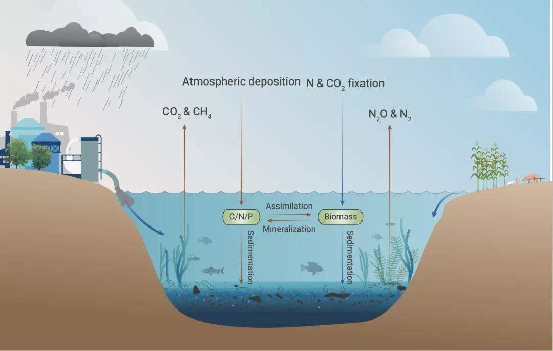 人类活动通过工业和农业生产过程排放活性氮到环境中,然后通过氮循环