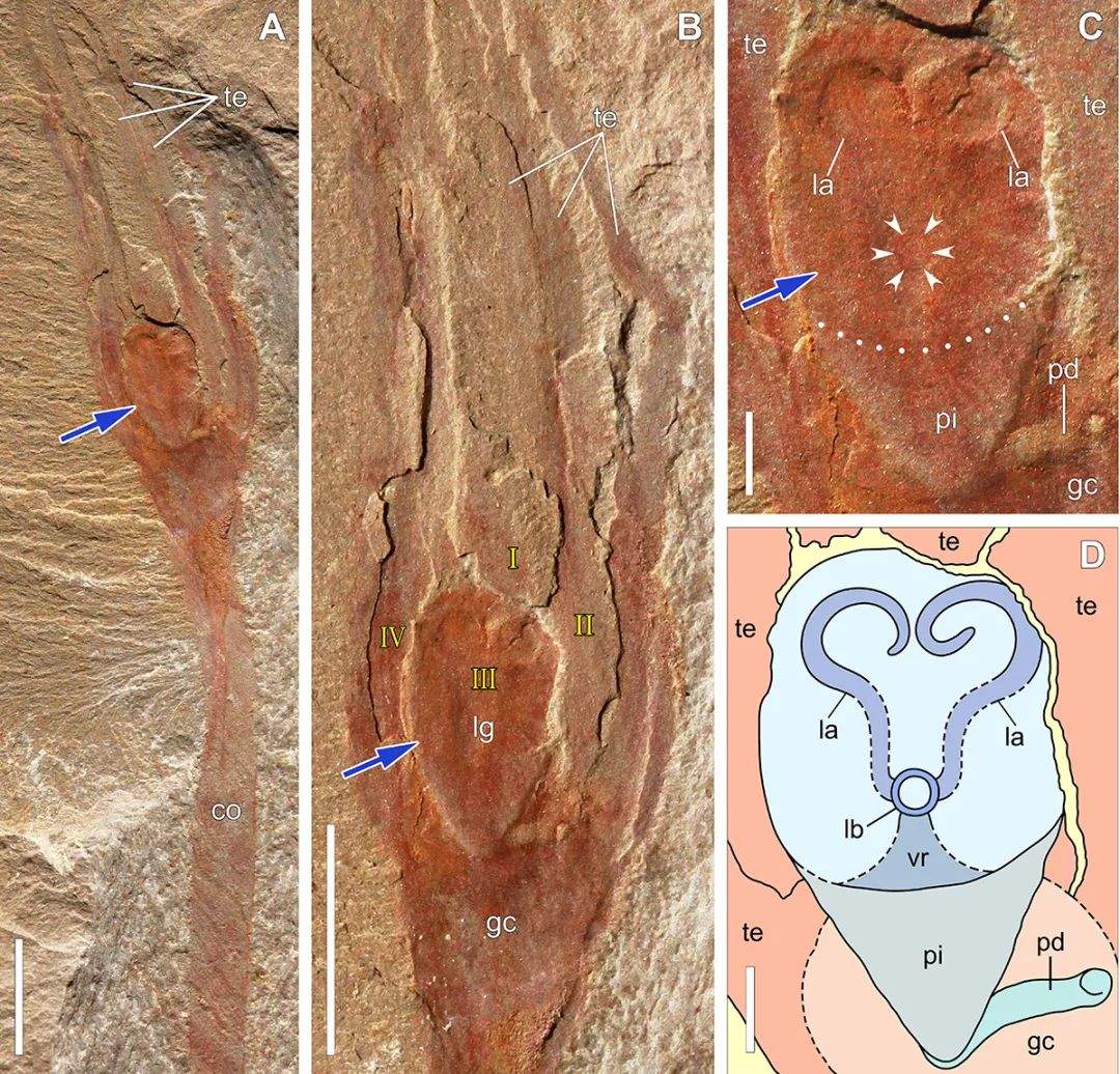 欧强 中国地质大学 北京 舒德干 张志飞 韩健 西北大学 等 The Innovation 守株待兔 五亿年不变的海葵狩猎方式